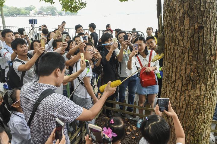 杭州西湖边超萌小松鼠竟成游客热点