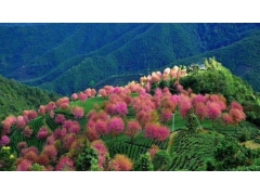 大理无量山樱花谷 冬樱花海