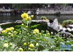济南九女泉畔赏泉品菊