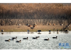 【山东】入冬大量鸟类在黄河入海口湿地内栖息