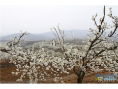 【河南】西峡孙沟村：万亩果园花盛开 生态经济放异彩