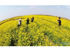 【河北】黄骅狼虎庄游人赏花踏青油菜花