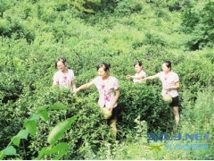 河南桐柏：生态瑰宝出淮源