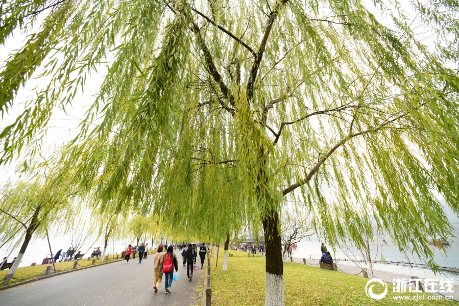 浙江杭州：西湖边 乏黄的柳叶成了冬色中醒目的“风景”