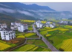 江西婺源：“中国最美乡村”油菜花盛开