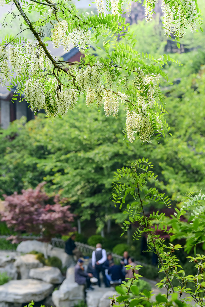 山东博山，漫山遍野槐花飘香